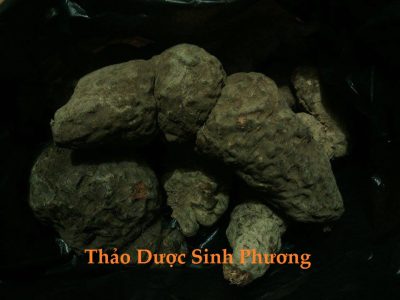 Hà Thủ Ô