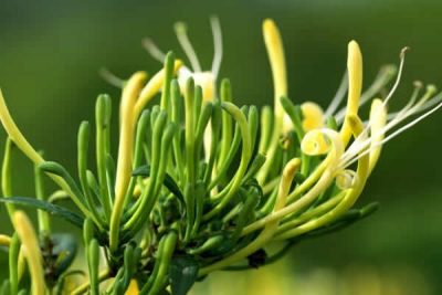 Hoa Kim Ngân - Kháng sinh thực vật