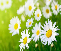Cúc trắng là loài hoa thần dược trị các chứng nhiệt độc