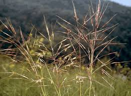 Cây cỏ may chữa giun chui ống mật