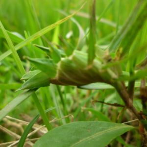 Cây cỏ ống có tác dụng chữa cảm nóng, ỉa chảy, nôn mửa tiểu đường, đái tháo đường