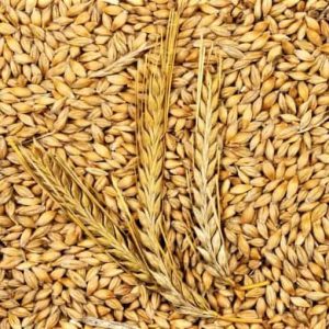 Lúa mạch chữa khó tiêu có biểu hiện chán ăn, chướng bụng và thượng vị