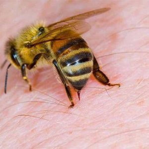 Nọc của con ong điều trị viêm khớp, viêm não, chữa dị ứng.