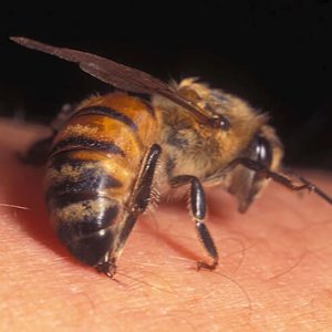Nọc ong giúp giảm đau và chống viêm hiệu quả.